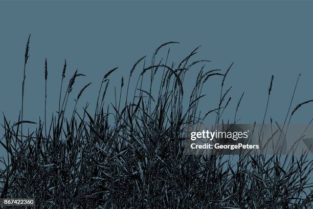 dried ornamental grass at night - marsh stock illustrations