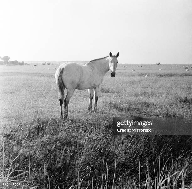 White horse on Romney Marshes, Kent, 2nd August 1954.