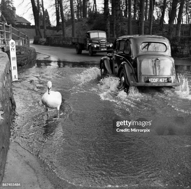 Swans are splashed by passing cars at the flooded Ford, in Kenilworth, Warwickshire, 4th April 1954.