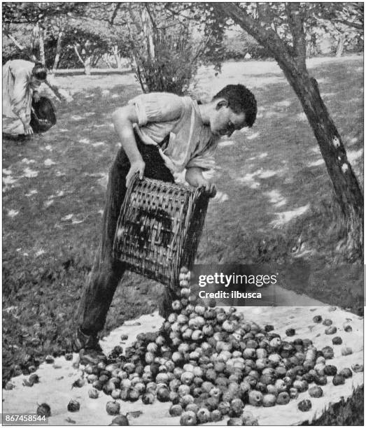 ilustraciones, imágenes clip art, dibujos animados e iconos de stock de fotos antiguas de pinturas: hombre cosecha de manzanas de sidra - sidra