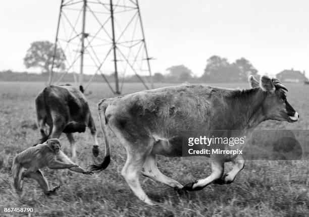 Farmer Herbert Browning of Woodmancote, Sussex, never has any worries about the safety of his herd of thirty Jersey Heifers. 'Ginger' the monkey...