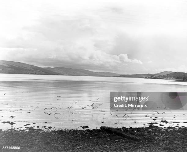 The seabirds are the only sign of life as they hover over the corrugated like waters of Loch Fyne in search of their supper. Soon darkness will fall,...