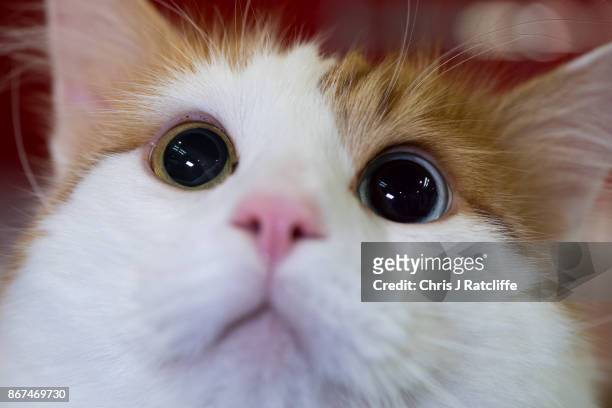 Turkish Van Cat, Bey, is pictured in her cage during the Supreme Cat Show on October 28, 2017 in Birmingham, England. The one-day Supreme Cat Show is...