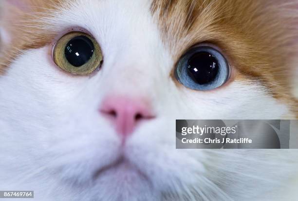 Turkish Van Cat, Bey, is pictured in her cage during the Supreme Cat Show on October 28, 2017 in Birmingham, England. The one-day Supreme Cat Show is...