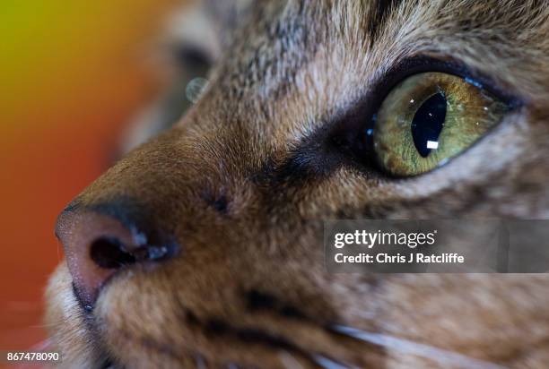 Maine Coon, Rum Tum Tummer, is pictured during the Supreme Cat Show on October 28, 2017 in Birmingham, England. The one-day Supreme Cat Show is one...