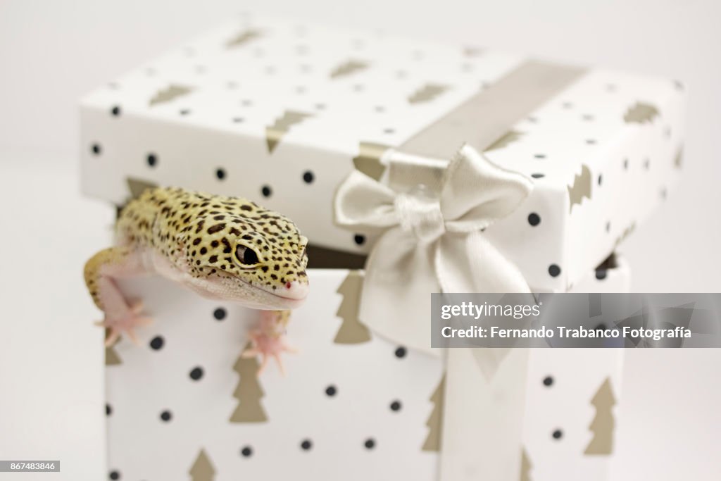 Animal in a gift box