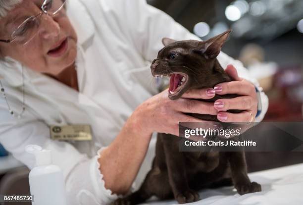 Burmese cat is inspected by a judge during the Supreme Cat Show on October 28, 2017 in Birmingham, England. The one-day Supreme Cat Show is one of...