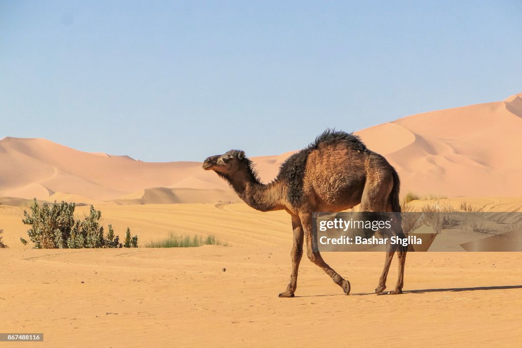 Baby Camel