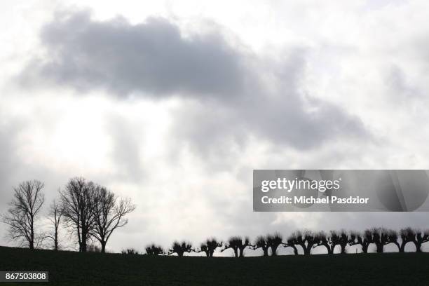 pollard willow trees - pollard willow stock pictures, royalty-free photos & images