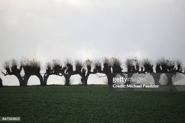 pollard willow trees - pollard willow stock pictures, royalty-free photos & images