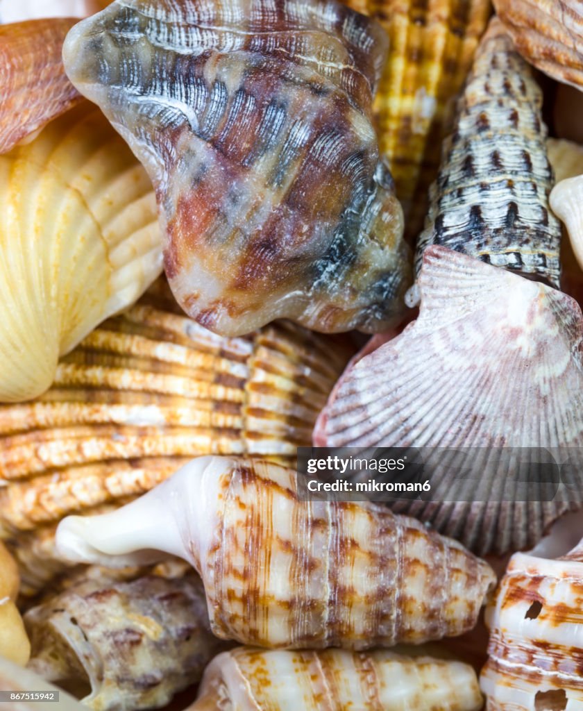 Seashell close up