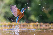 Fishing Kingfisher