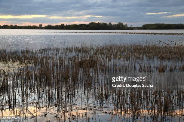 great lakes wetlands of common bladderwort  (utricularia macrorhiza) - leben im teich stock-fotos und bilder