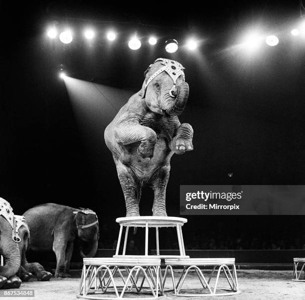 An elephant act at a Bertram Mills Circus performance, 19th December 1958.