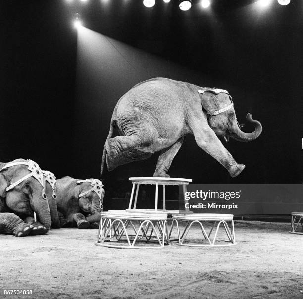 An elephant act at a Bertram Mills Circus performance, 19th December 1958.