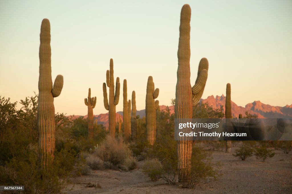 Saguaro cacti and other desert plants with mountains and sky beyond