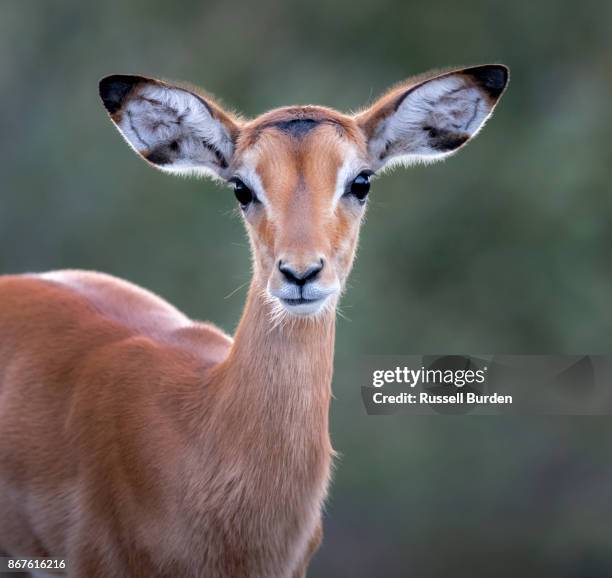 Impala 512 Impala Eye Contact Stock Photos, High-Res Pictures, and Images ...