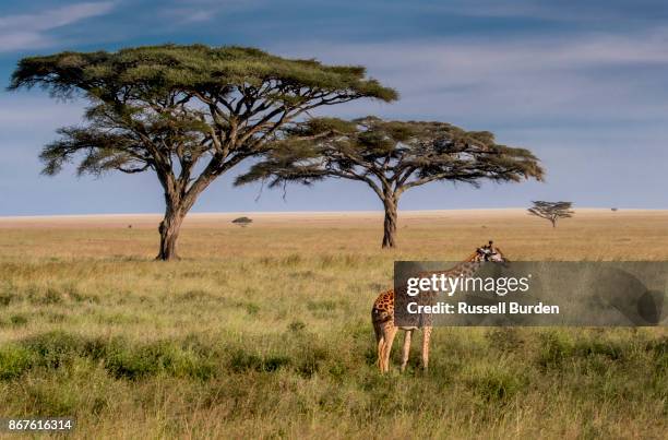 masai giraffe - masai giraffe stock-fotos und bilder