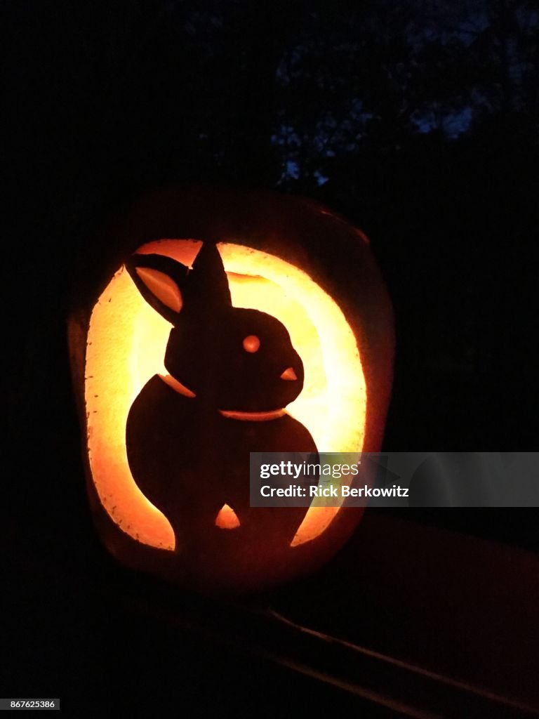 Bunny Rabbit Jack O Lantern High-Res Stock Photo - Getty Images