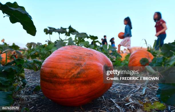 People pick their pumpkins from what remains at a pumpkin patch in Pomona, California on October 28, 2017 ahead of Halloween.