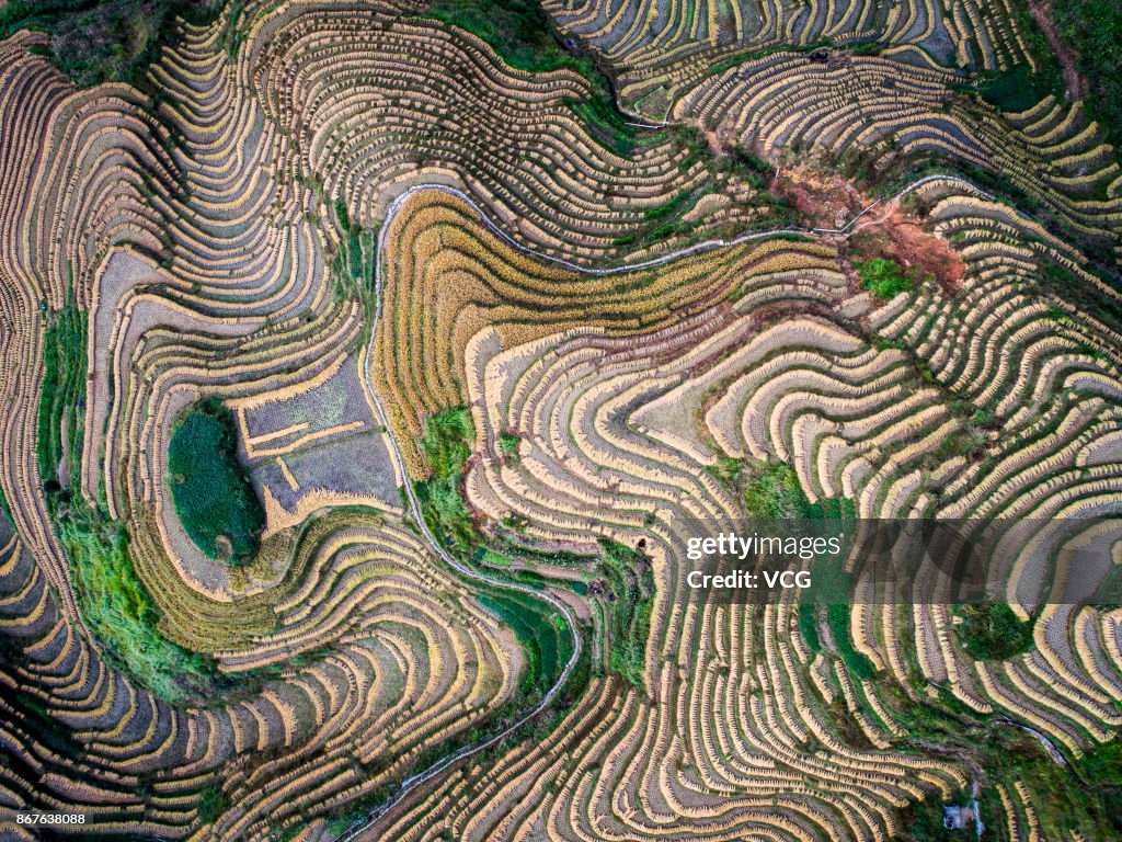 Aerial View Of Longji Rice Terraces After Harvest In Guilin