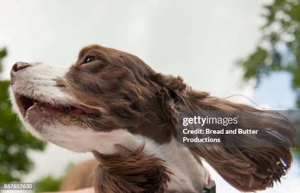 close up side view of english springer spaniel dog - american springer spaniel stockfoto's en -beelden