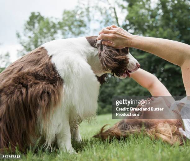 woman lying on back in grass reaching out to dog who is leaning over her - english springer spaniel stock pictures, royalty-free photos & images