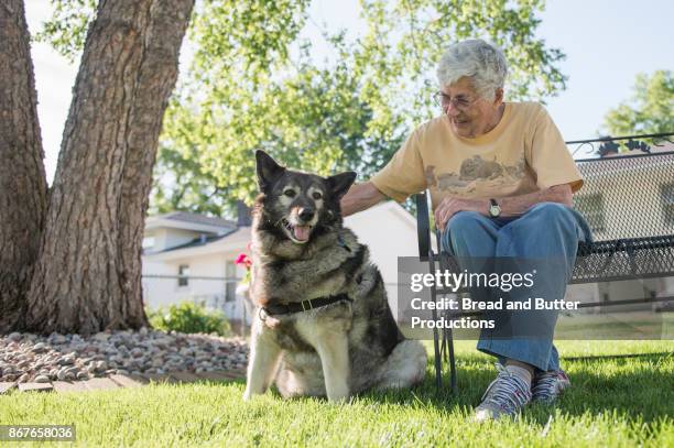 senior woman sitting on bench in backyard with her norwegian elkhound dog - munster indiana stock pictures, royalty-free photos & images