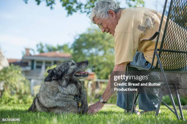 senior woman sitting on bench in backyard leaning down to touch her norwegian elkhound dog - munster indiana stock pictures, royalty-free photos & images
