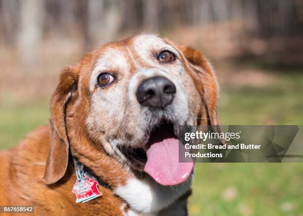 close up head shot of senior mixed breed dog with tongue out - panting stock pictures, royalty-free photos & images