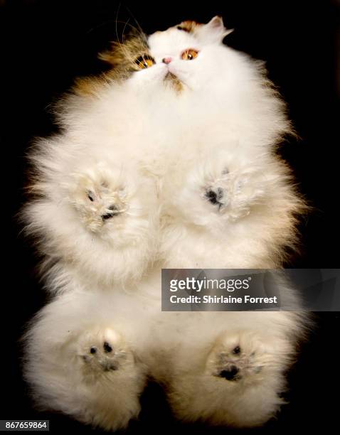 Best In Show Cullykhan Vivaldi, a Brown Tabby and White Bi-Colour Persian cat poses for studio portraits after participating in the Supreme Cat Show...