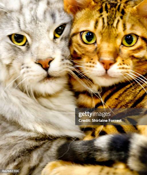 Rockoon Jefferson, a Silver Tabby Maine Coon and his friend Tobysden Ticket To Heaven, a Brown Spotted Bengal cat participates in the GCCF Supreme...