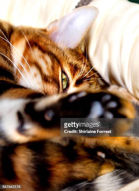 Luna Ophelia, a Toyger Cat participates in the GCCF Supreme Cat Show at National Exhibition Centre on October 28, 2017 in Birmingham, England.