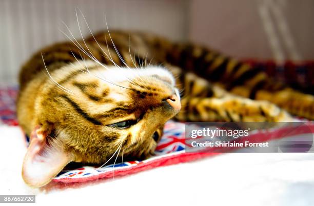 Toyger Cat participates in the GCCF Supreme Cat Show at National Exhibition Centre on October 28, 2017 in Birmingham, England.