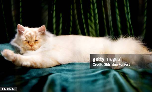 Sydney, a Cream Silver Shaded Cat participates in the GCCF Supreme Cat Show at National Exhibition Centre on October 28, 2017 in Birmingham, England.