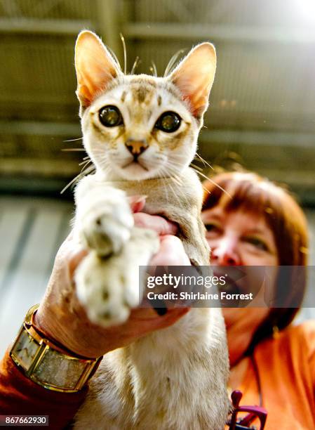 Janamel Java Lava, a Singapura Cat participates in the GCCF Supreme Cat Show at National Exhibition Centre on October 28, 2017 in Birmingham, England.