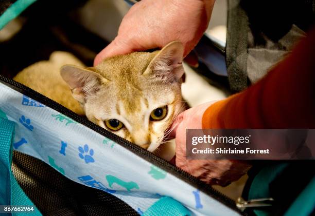 Janamel Java Lava, a Singapura Cat participates in the GCCF Supreme Cat Show at National Exhibition Centre on October 28, 2017 in Birmingham, England.