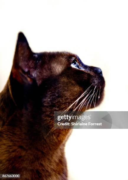 Rossikhan Sweetbaby James, a Brown Burmese Cat participates in the GCCF Supreme Cat Show at National Exhibition Centre on October 28, 2017 in...