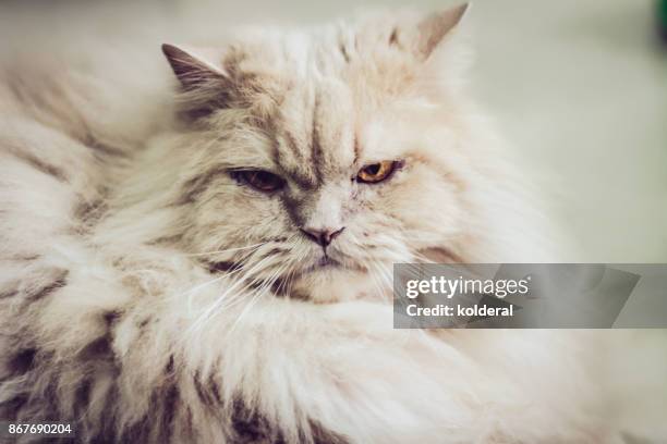 big domestic persian cat close-up portrait - big pharma stockfoto's en -beelden