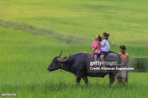 carabao riding - bufalo indiano foto e immagini stock
