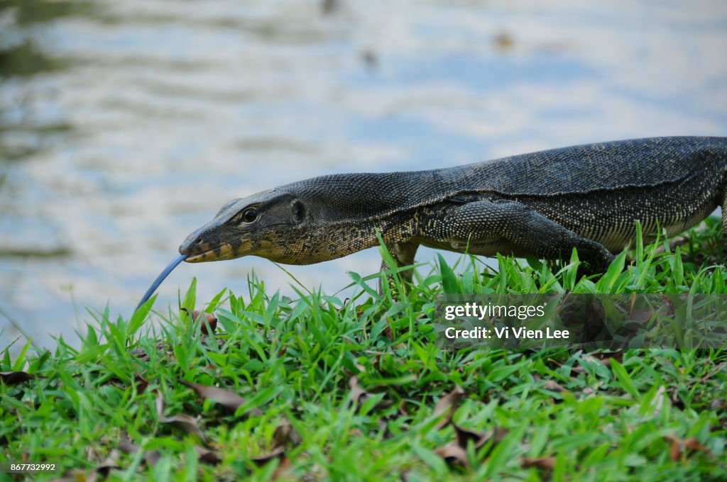 Monitor lizard 5