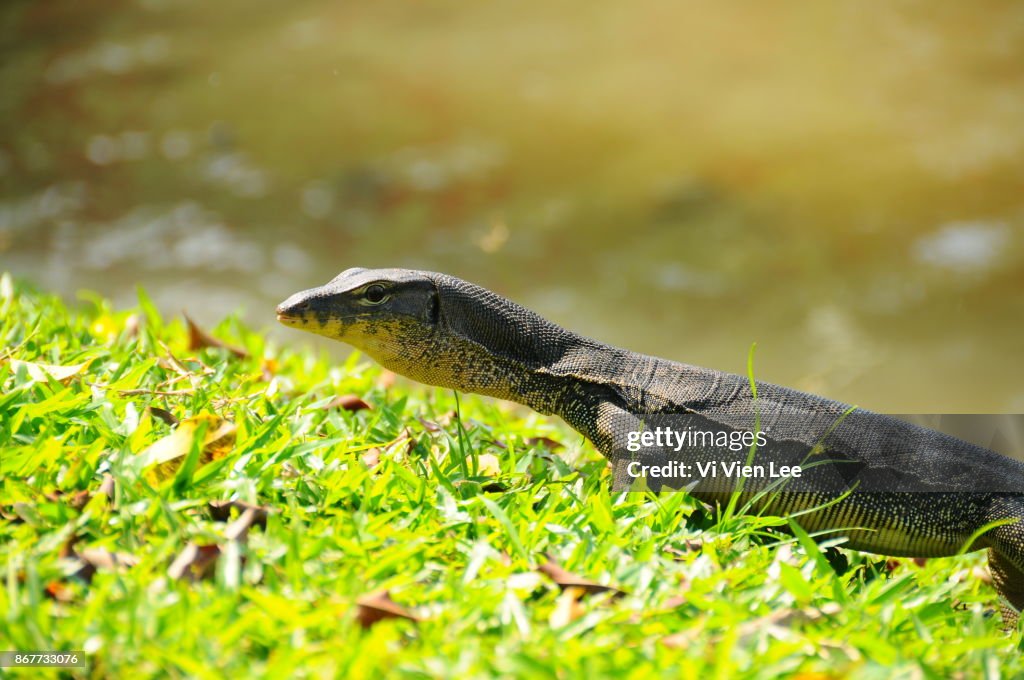 Monitor lizard 6