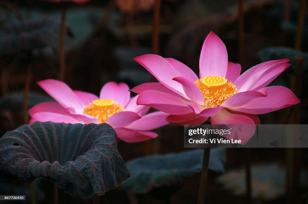 Lotuses 1