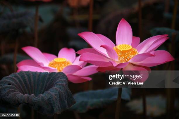 Lotuses 1 High-Res Stock Photo