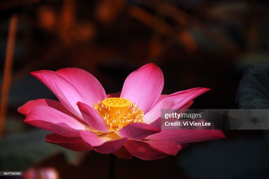 Lotuses 3