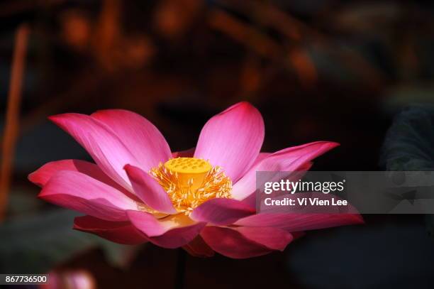Lotuses 3 High-Res Stock Photo