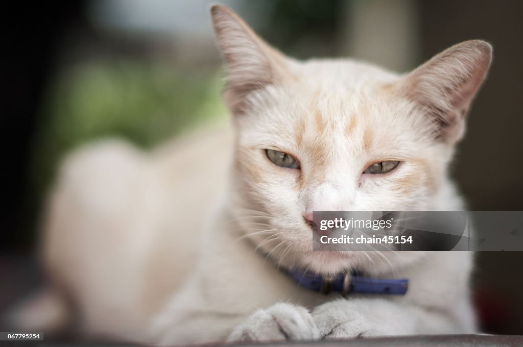 Cute cat lying on the floor, close up view Relaxed cat looking at the camera.