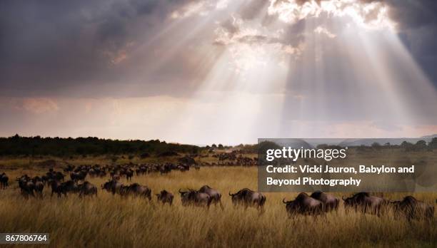 dramatic sky and line of wildebeest in masai mara, kenya - maasai mara national reserve stock pictures, royalty-free photos & images