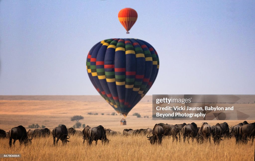 Hot Air Balloons and Wildebeest in Masai Mara, Kenya