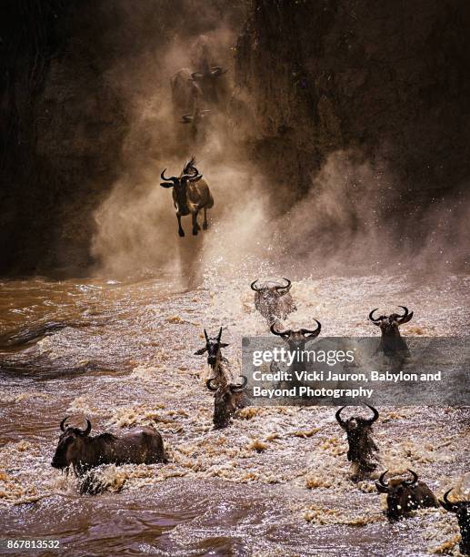 great wildebeest migration crossing the mara river - migrating stock pictures, royalty-free photos & images